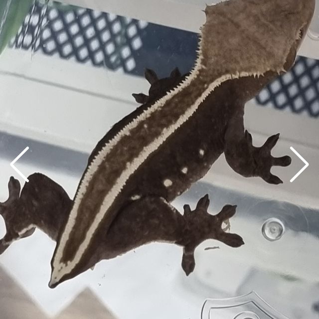 아잔틱