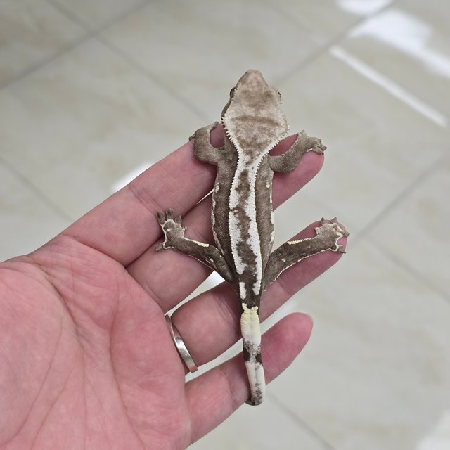 Axanthic