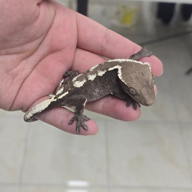 Sable Axanthic