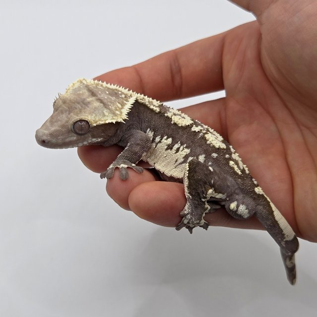 Axanthic