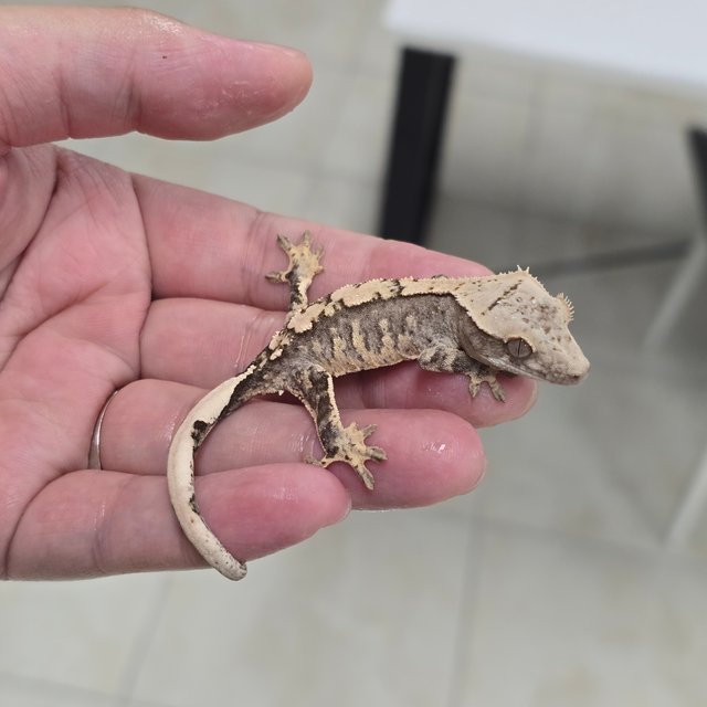 100% Het Axanthic 100% Het Chocho