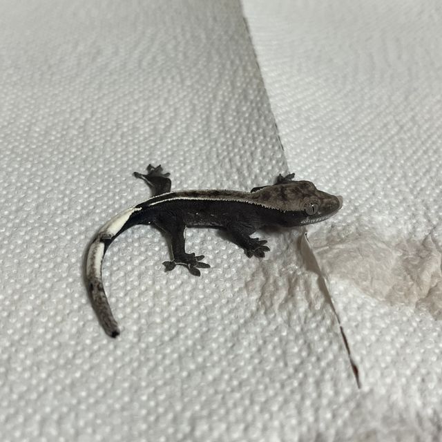 아잔틱