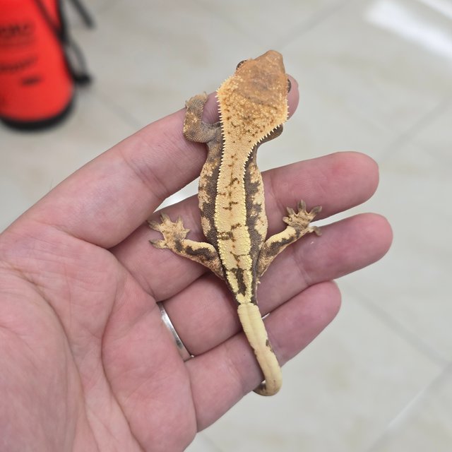 Sable 100% Het Axanthic
