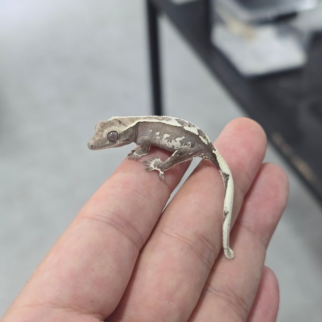 Axanthic