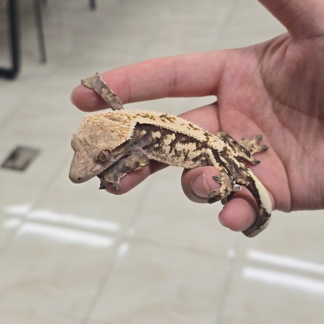 Sable 100% Het Axanthic