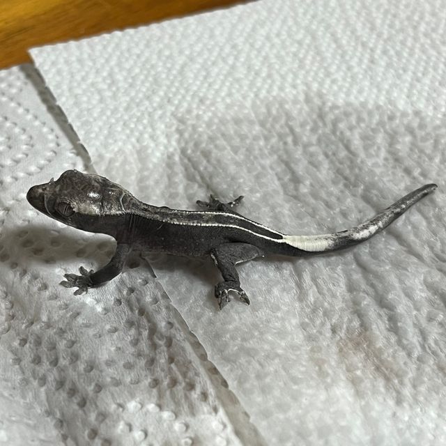 아잔틱 풀핀