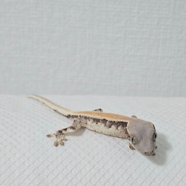 릴리 세이블