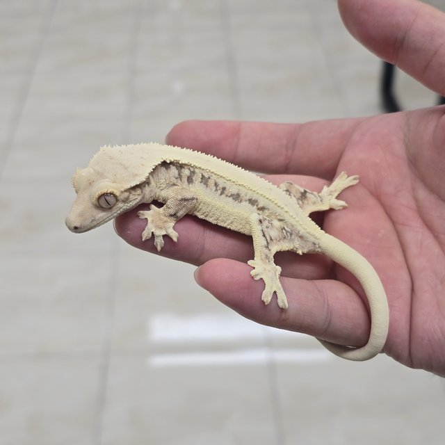 Lilly 100% Het Axanthic