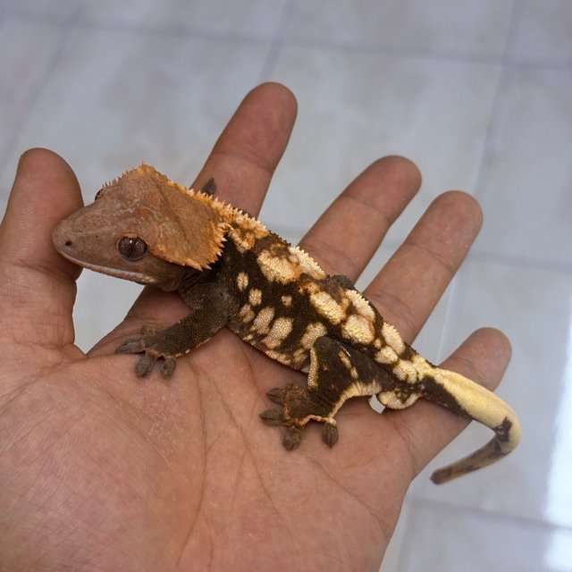 Chocho