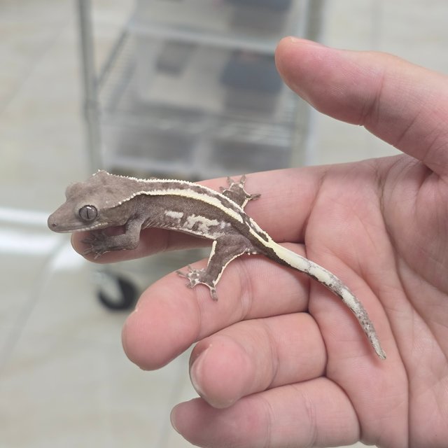 Axanthic
