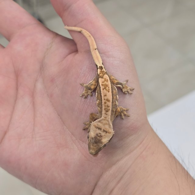 100% Het Axanthic 100% Het Chocho