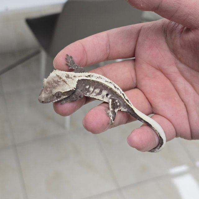 Axanthic