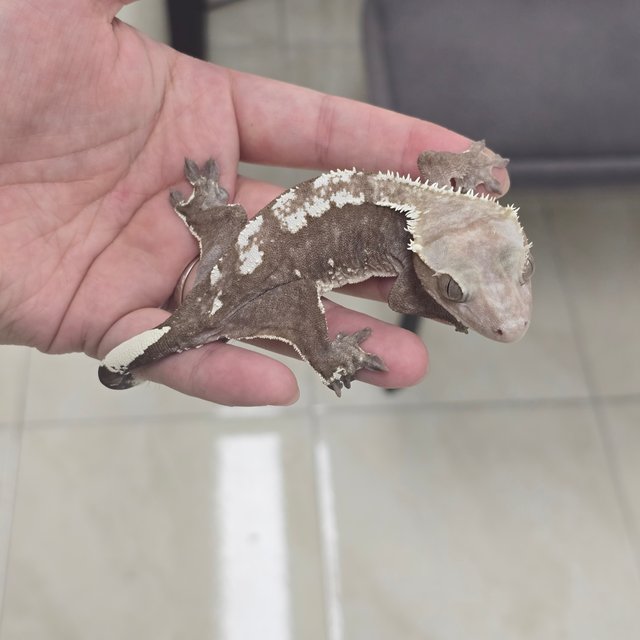 Axanthic