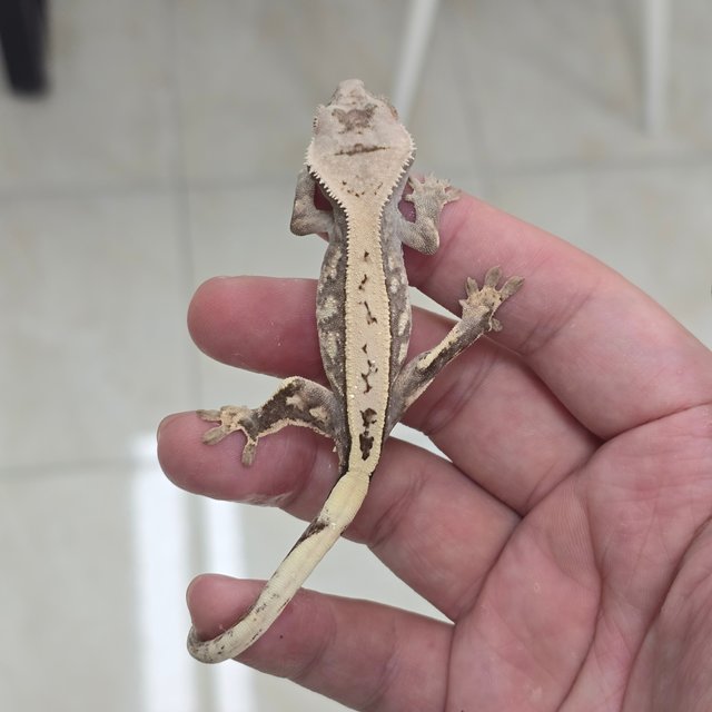 Sable 100% Het Axanthic