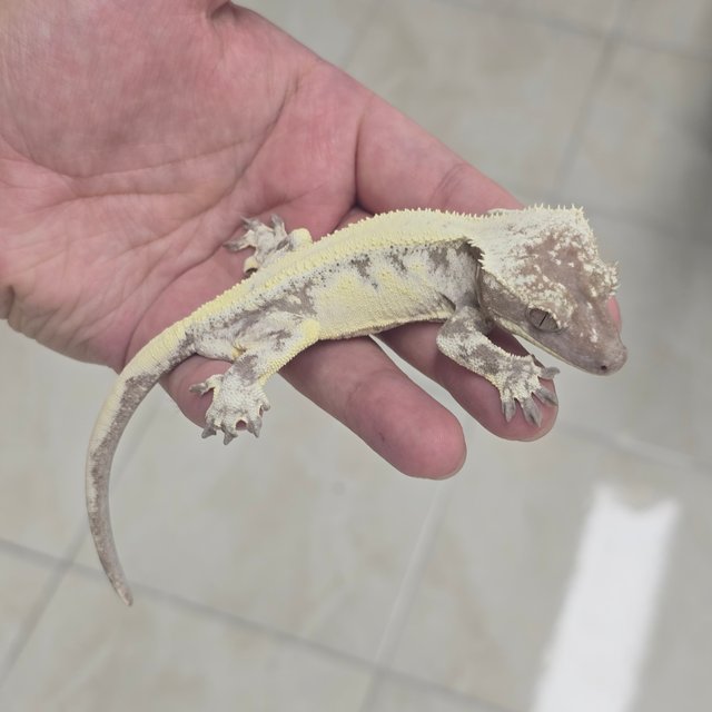 LW Sable Axanthic