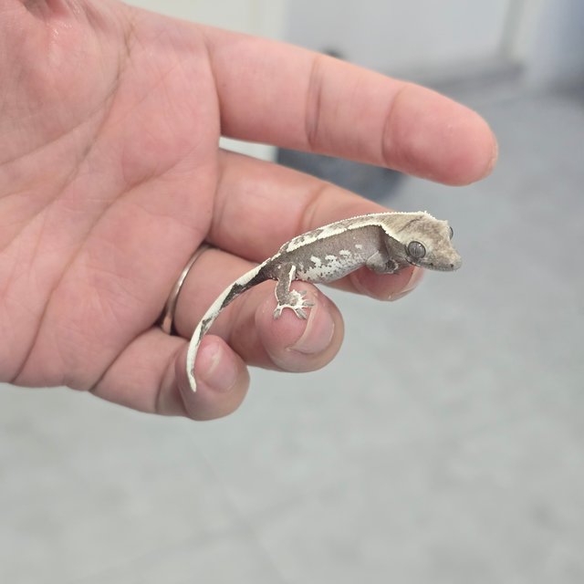 Axanthic
