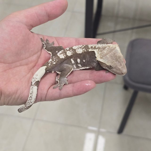 Axanthic