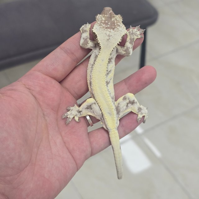 LW Sable Axanthic