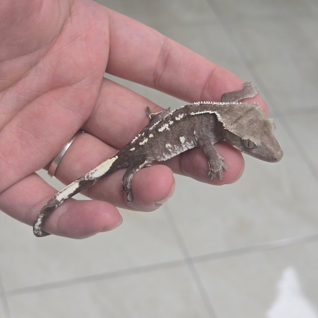 Axanthic