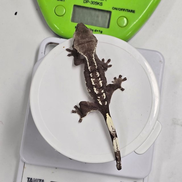 Axanthic