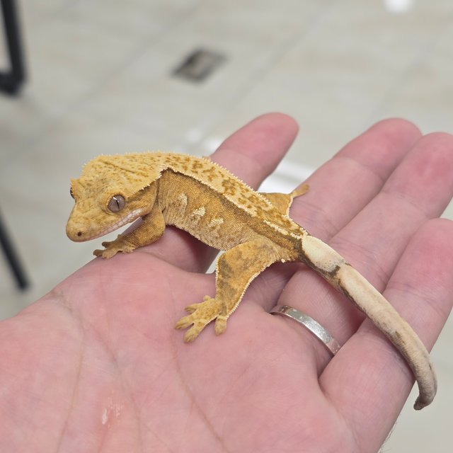 100% Het Axanthic