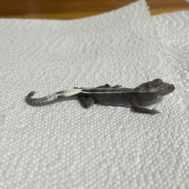 아잔틱 풀핀