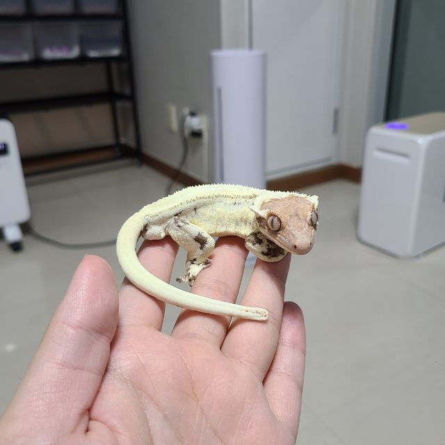 프라푸치노
