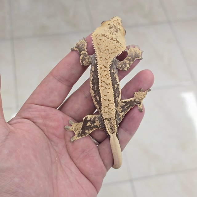 100% Het Axanthic