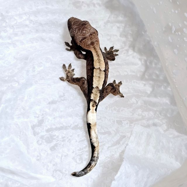 세이블