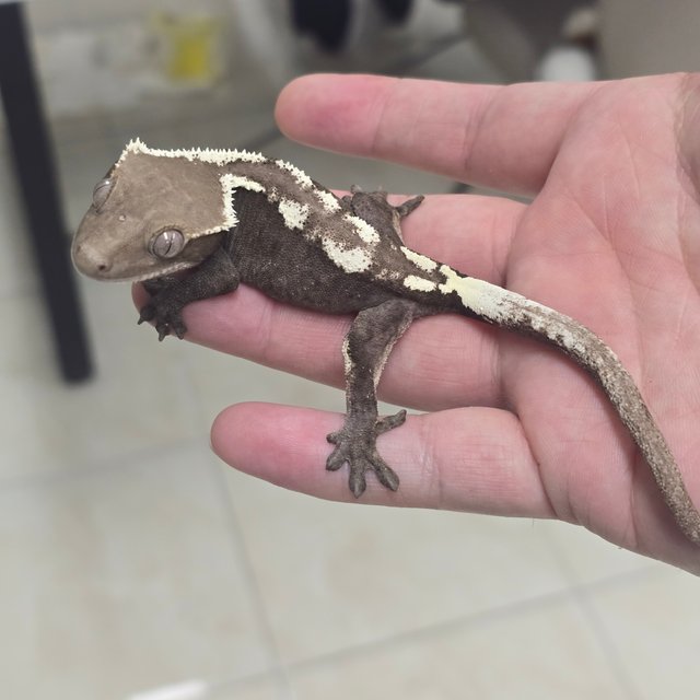 Sable Axanthic