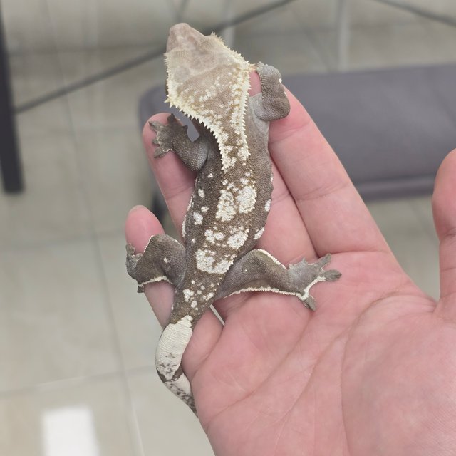 Axanthic