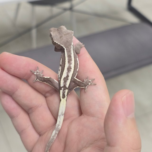 Axanthic