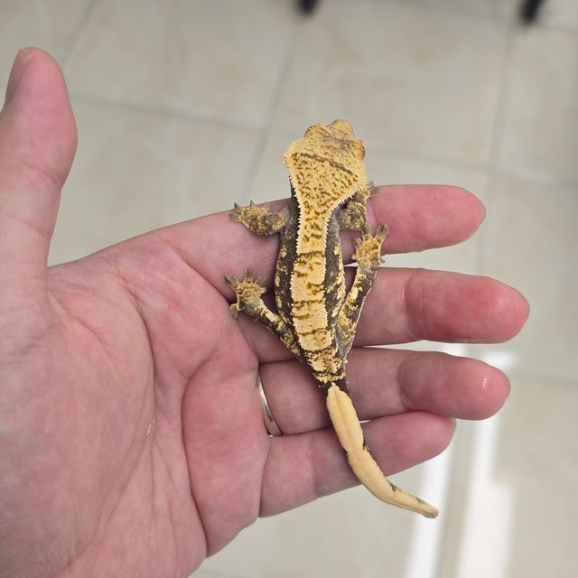 100% Het Axanthic