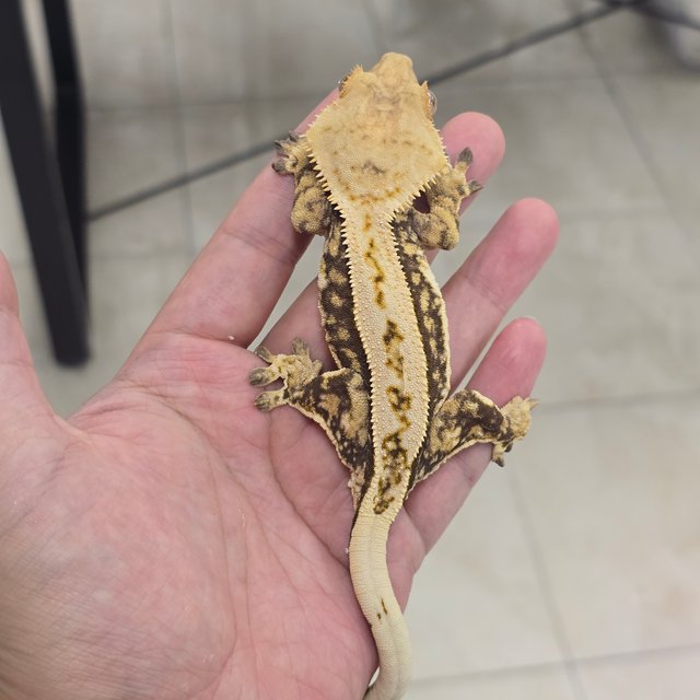 100% Het Axanthic