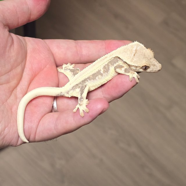 릴리100%헷아잔틱