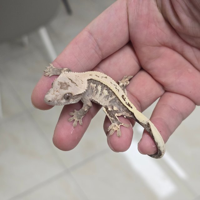 Sable 100% Het Axanthic