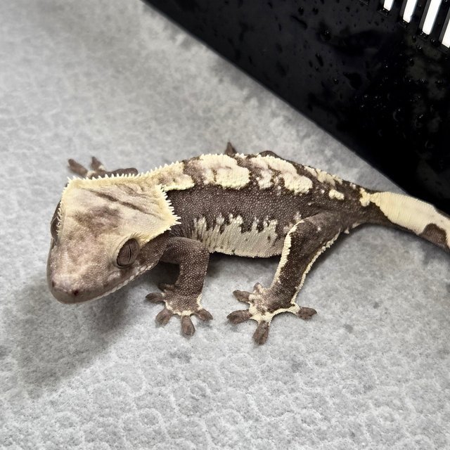 100% Het Axanthic