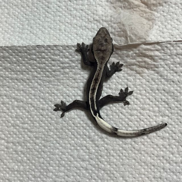 아잔틱