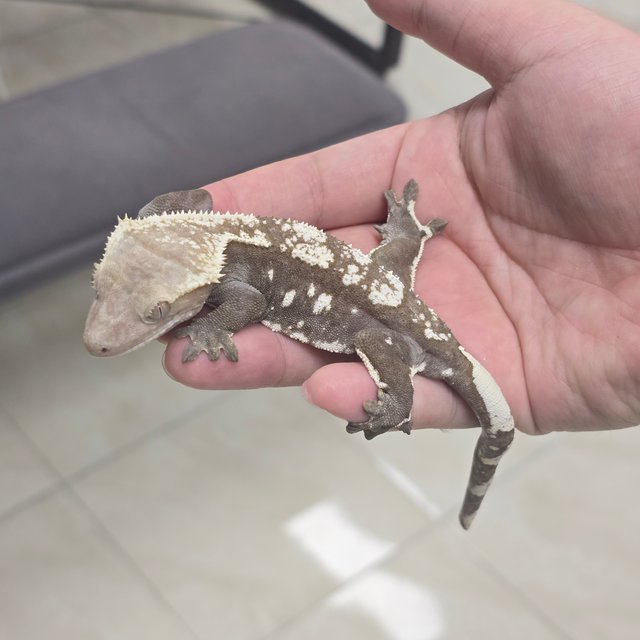 Axanthic