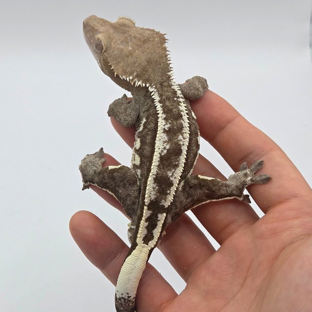 Axanthic
