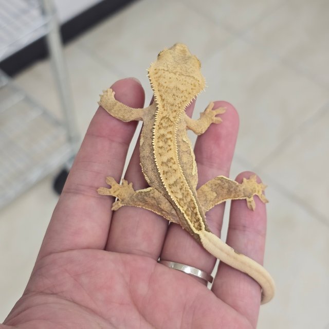 100% Het Axanthic