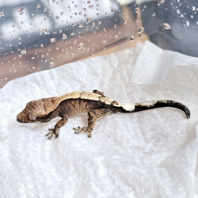 세이블