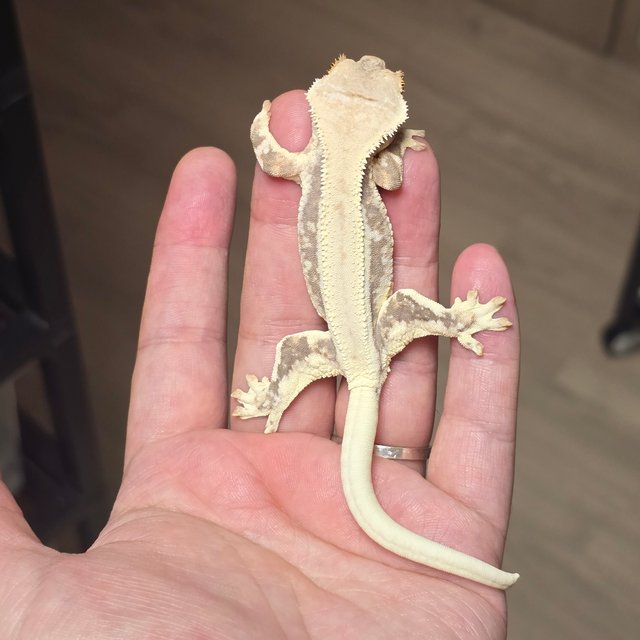 릴리100%헷아잔틱