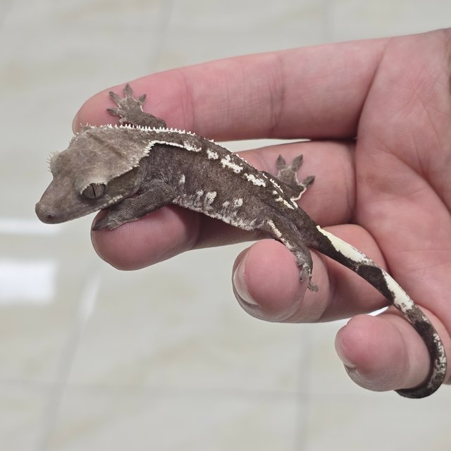 Axanthic