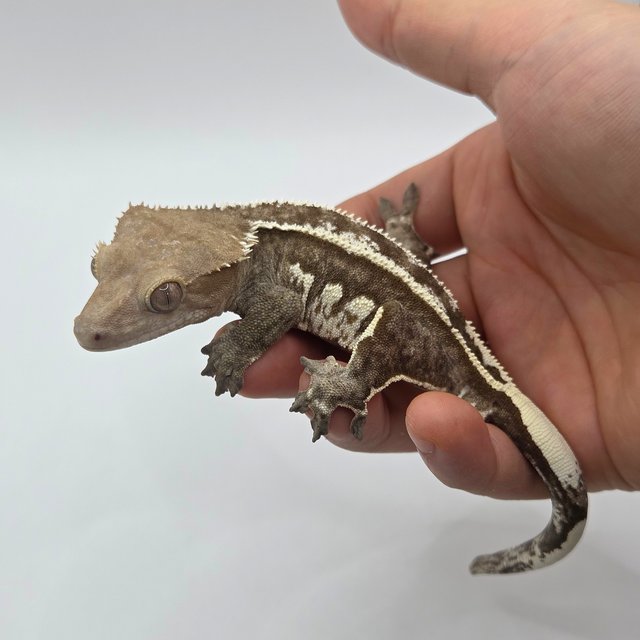 Axanthic