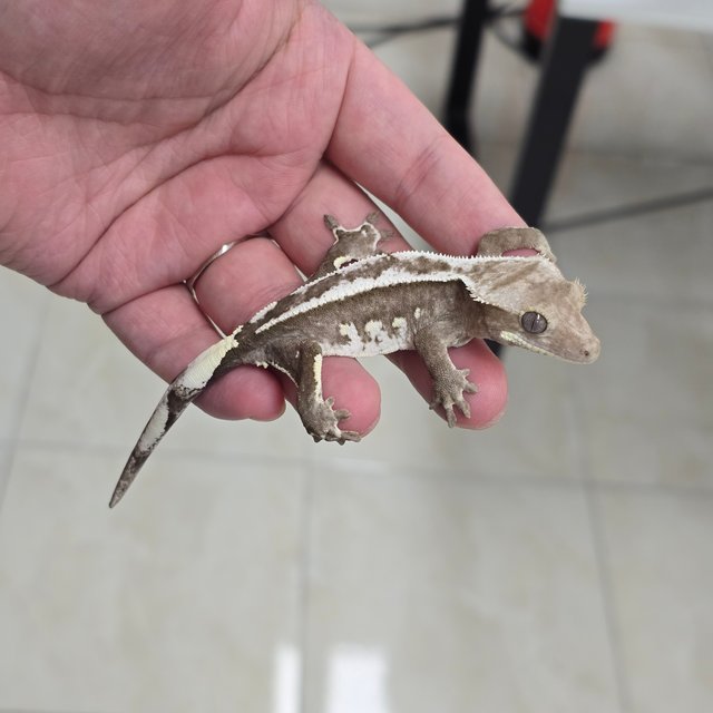 Axanthic