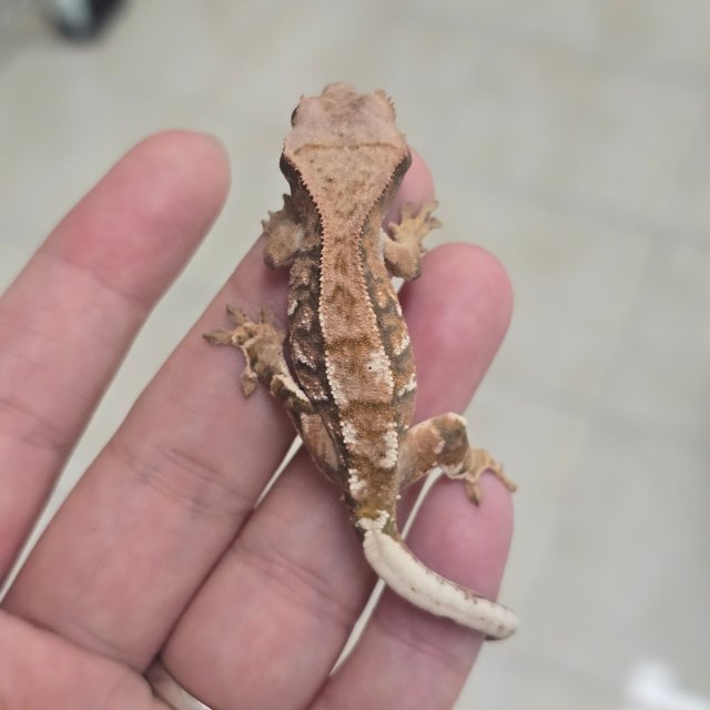Cappuccino 100% Het Chocho