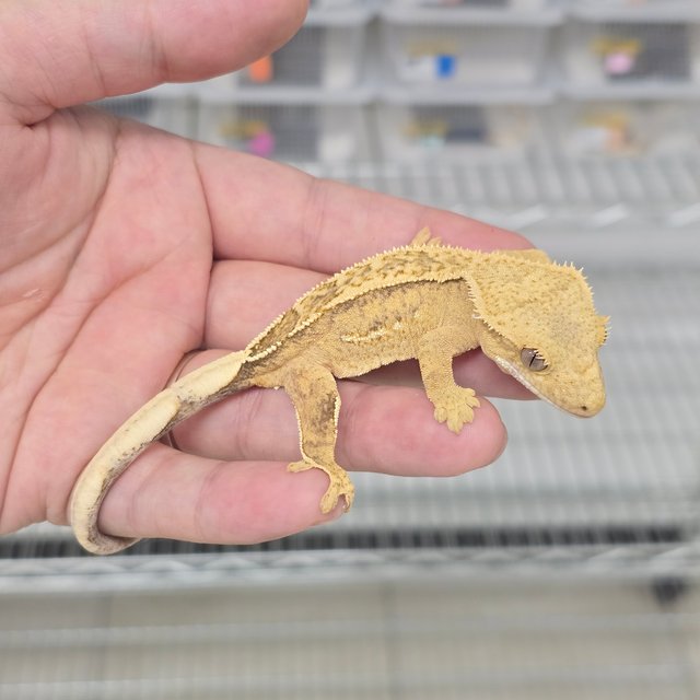 100% Het Axanthic