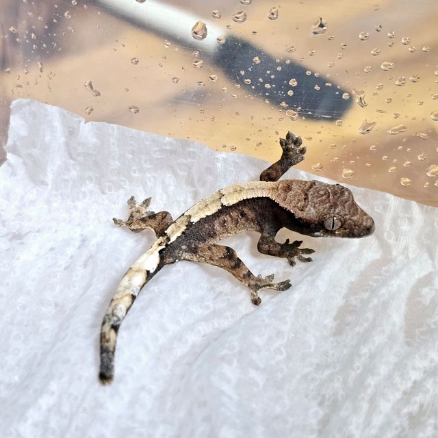 세이블