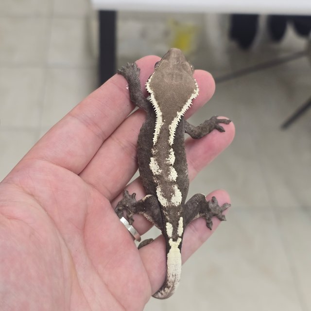 Sable Axanthic